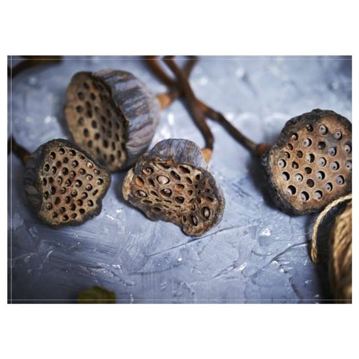Lotus Pods Disposable Paper Placemat - 24 Pack