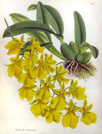 Orchid No.3