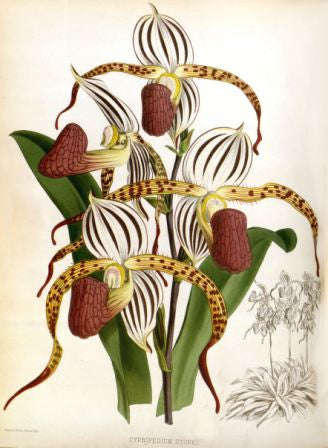 Orchid No.5