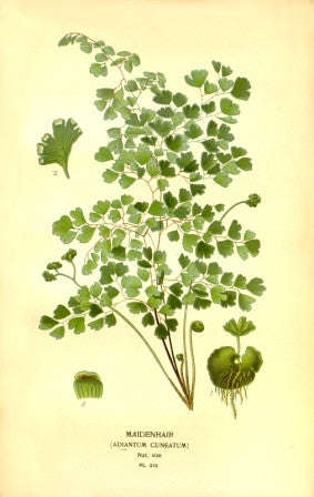 Maidenhair