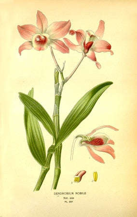 Dendrobium Noble