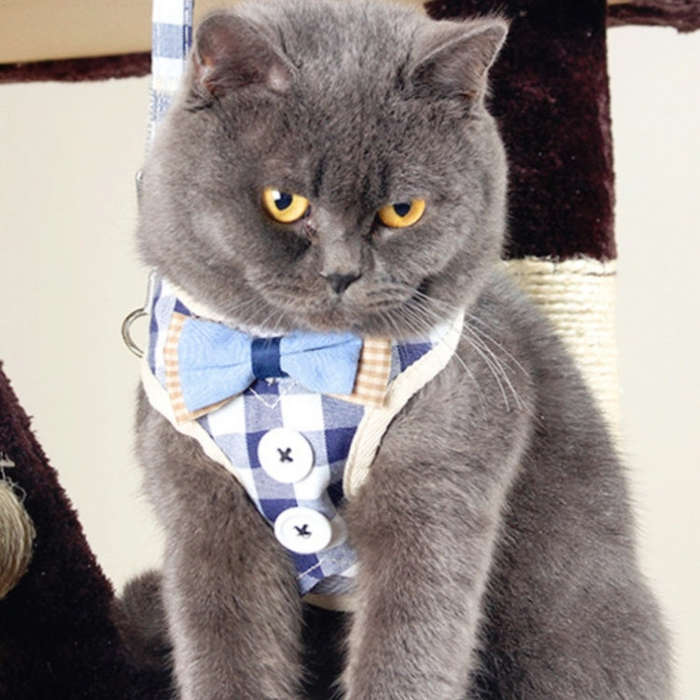 Pet Traction Rope Chest Harness Anti-break Away Vest Type Small Dog Walking Rope, Size:L(Blue)