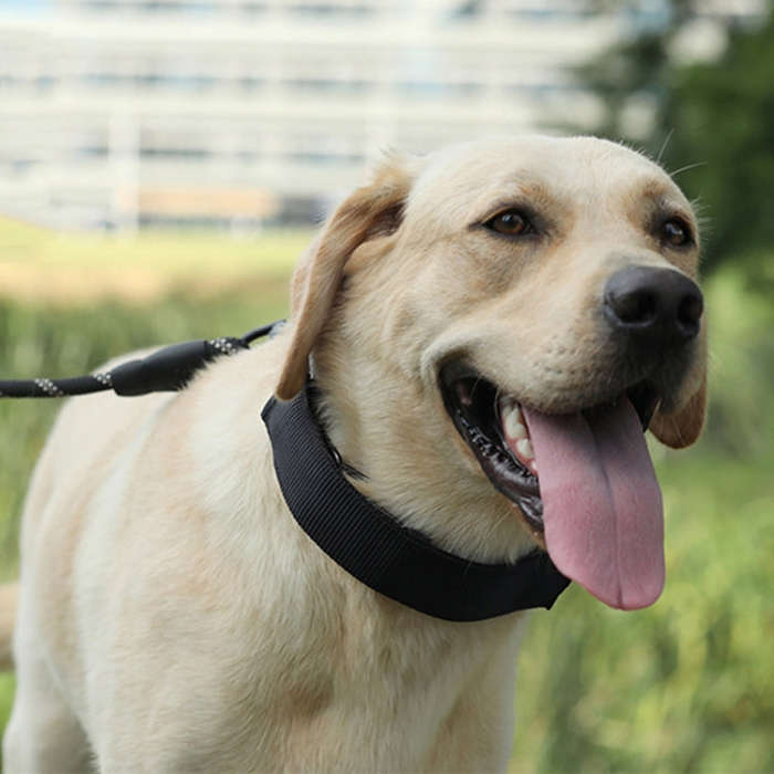 Cloth Tape Paste Detachable Training Stimulation Dog Collar, Size: L 3.5mm x 55cm(Ordinary)