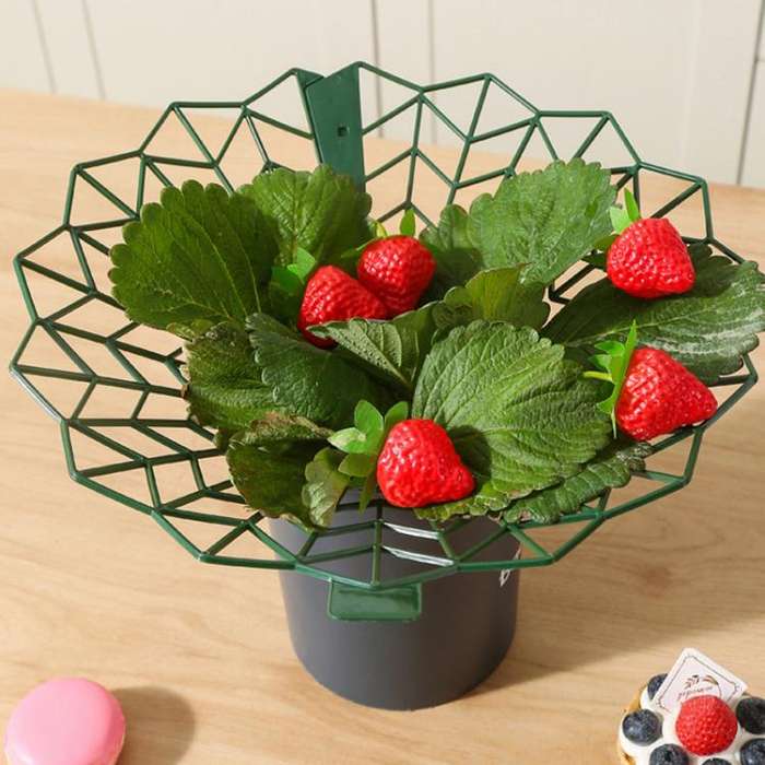 Strawberry Cultivation Anti-Rotting Planting Stand Plant Climbing Rack(Grass Green)