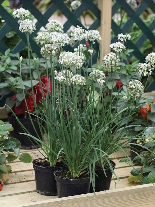 Garlic Chives Seeds