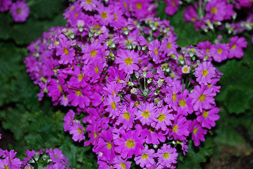 Primula Malacoides Lavender Shades Seeds