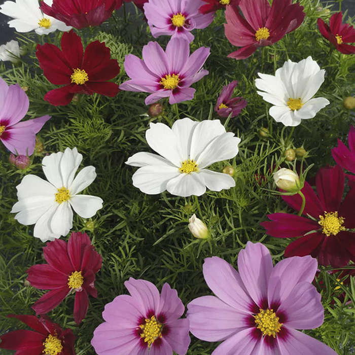 Cosmos Casanova Mix Seeds - Limited Edition 