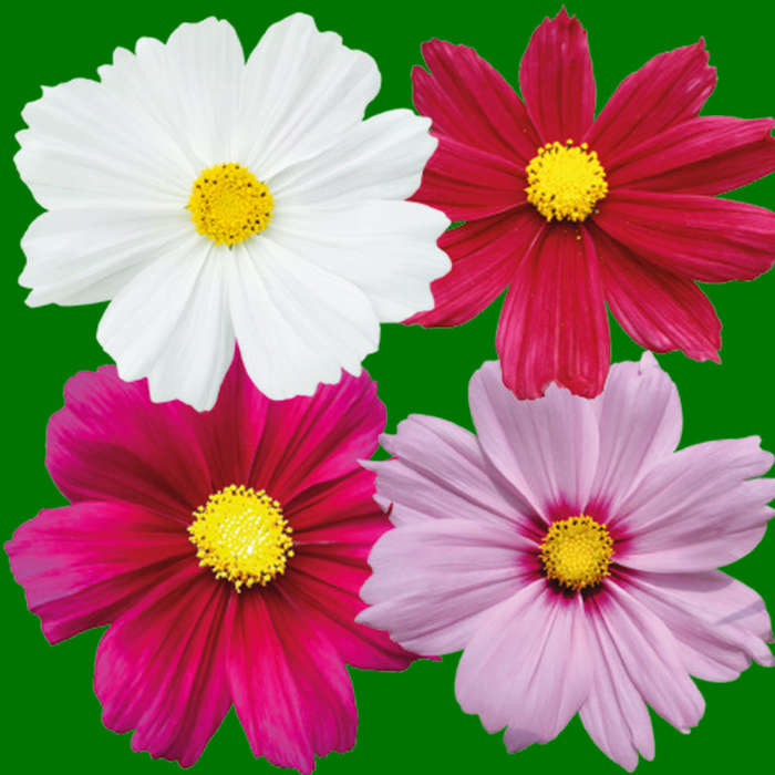 Cosmos Casanova Mix Seeds - Limited Edition 