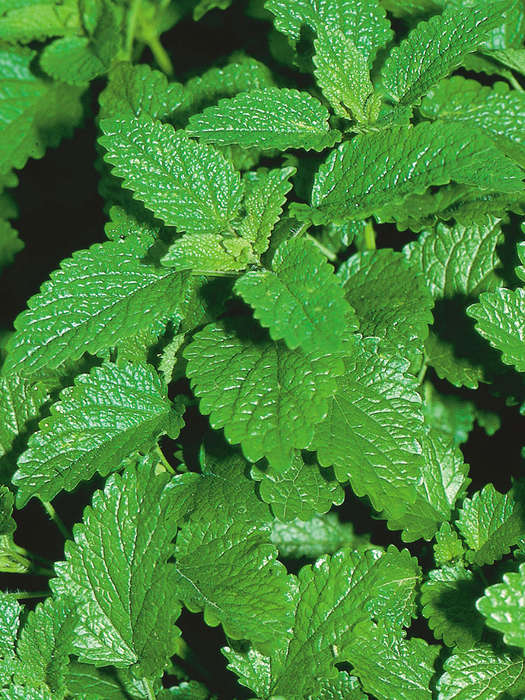 Lemon Balm Seeds