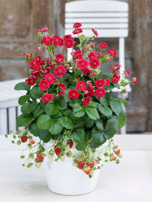 Strawberry F1 Summer Breeze Rose Seeds