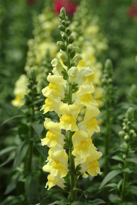 Antirrhinum (Snapdragon) Potomac Yellow Seeds