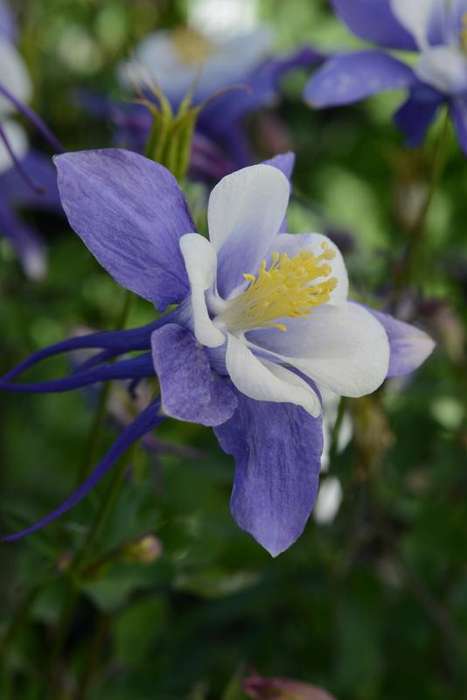Aquilegia F1 Earlybird Blue White Seeds