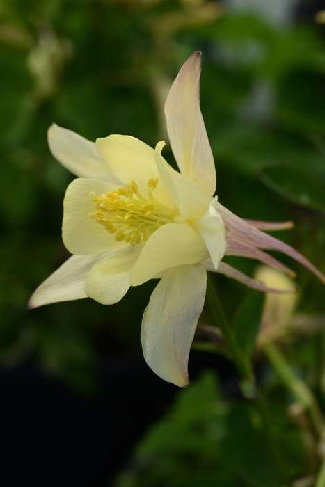 Aquilegia F1 Earlybird Yellow Seeds