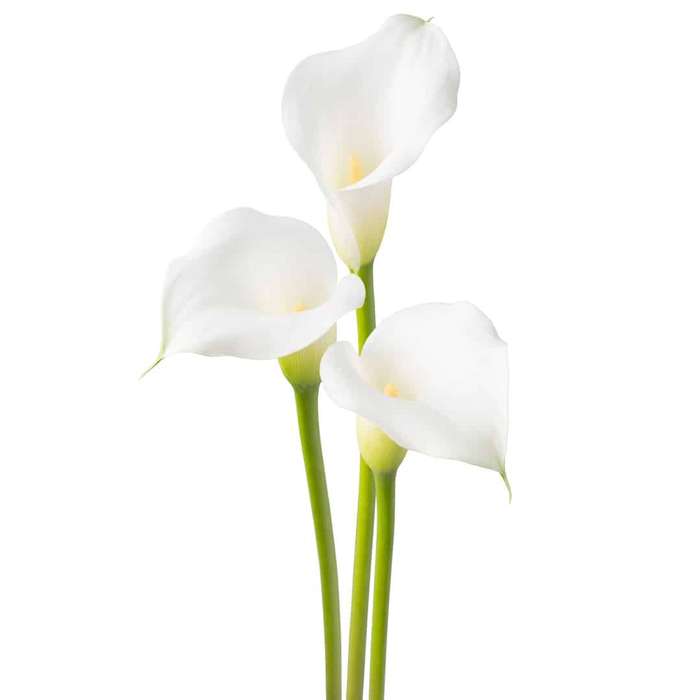 Zantedeschia - Aspen - 1 bulb