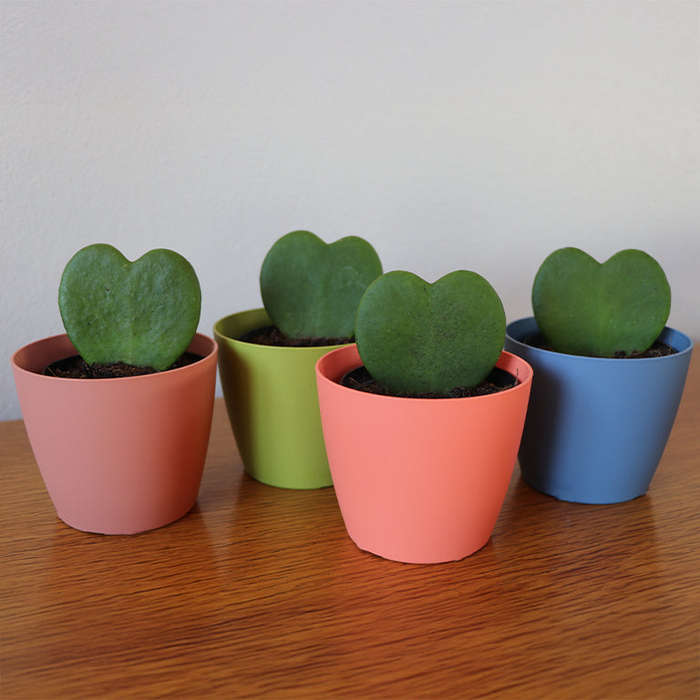 Love Plant / Hoya Kerri / Sweetheart Plant