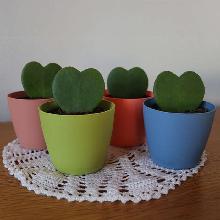 Love Plant / Hoya Kerri / Sweetheart Plant