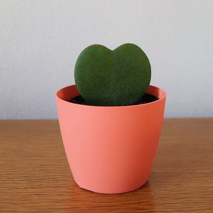 Love Plant / Hoya Kerri / Sweetheart Plant