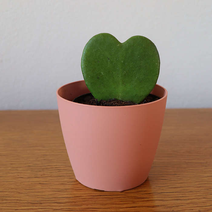 Love Plant / Hoya Kerri / Sweetheart Plant