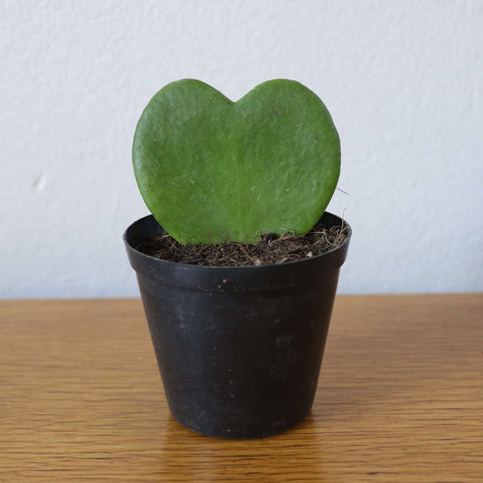 Love Plant / Hoya Kerri / Sweetheart Plant