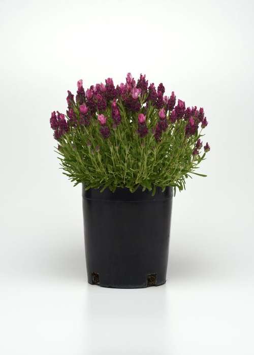 Lavender Bandera Deep Rose Seeds