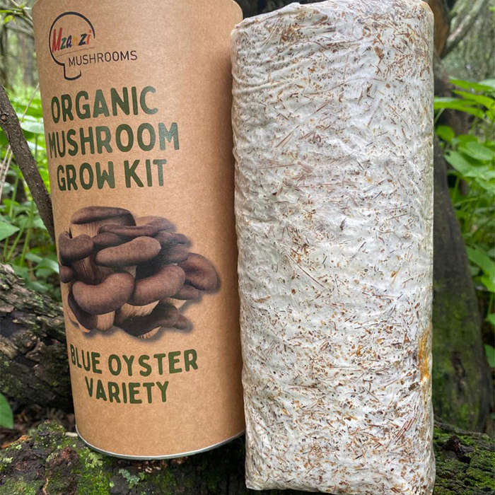 Organic Blue Oyster Mushroom Grow Kit