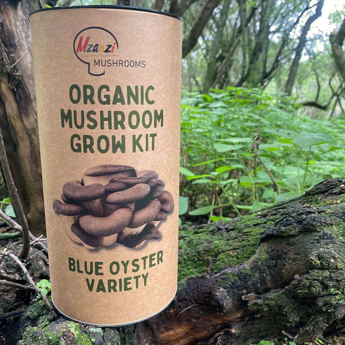 Organic Blue Oyster Mushroom Grow Kit