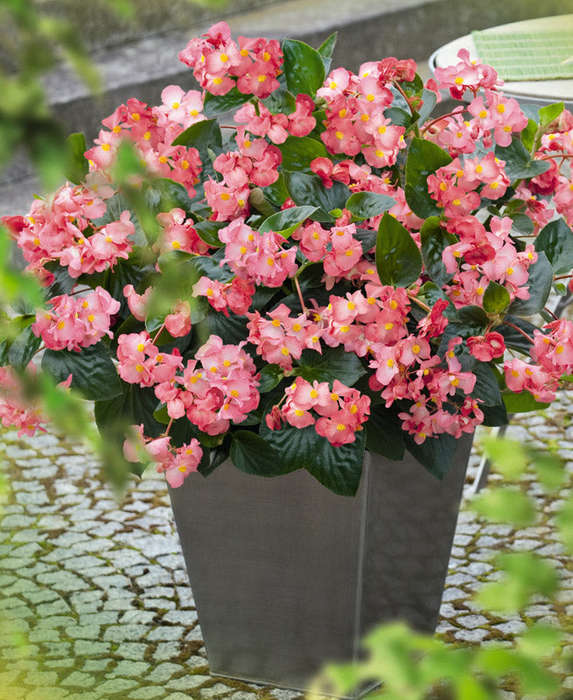 Begonia Big Green Leaf Pink Seeds