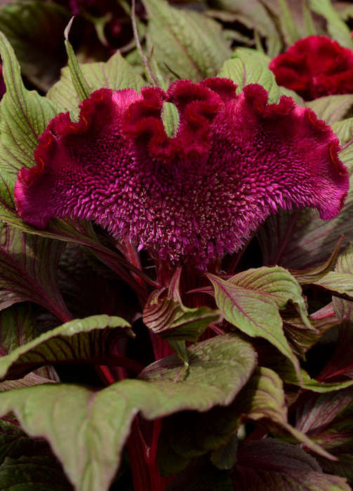 Celosia Dracula Seeds