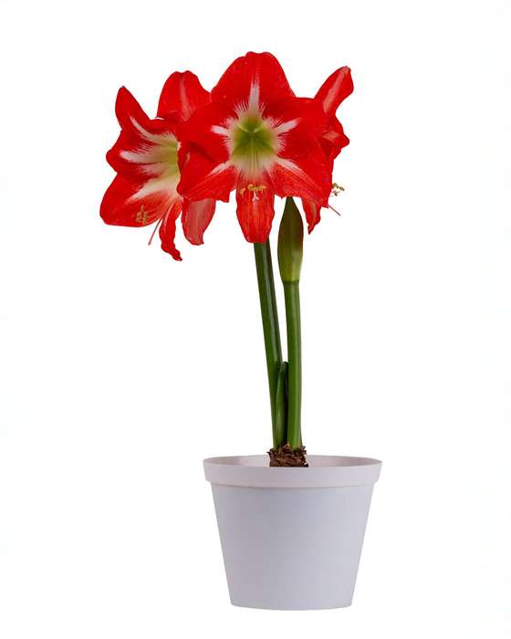 Amaryllis Symphony Single - Capella - 1 bulb p-pack