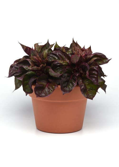 Celosia Sol Lizzard Leaf Seed