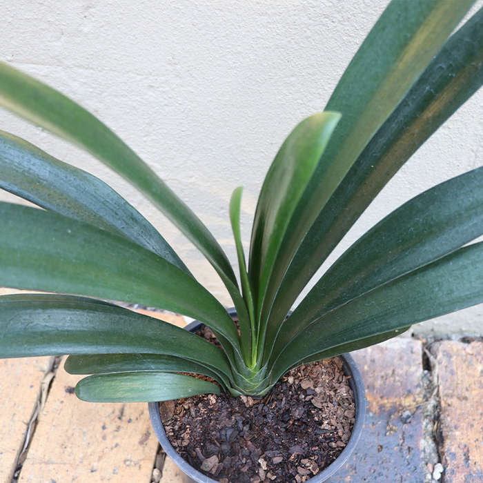 Clivia (no flowers)
