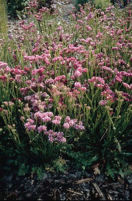 Statice Qis Rose Seeds