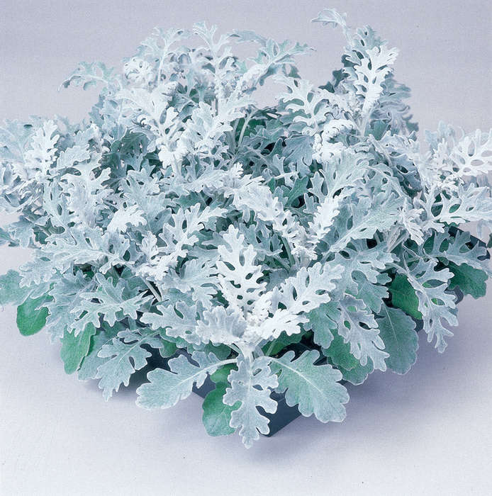 Cineraria Silver Dust Seeds