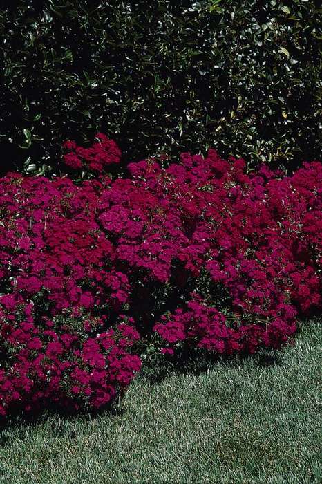 Dianthus Amazon Neon Purple Seeds