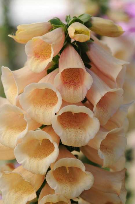 Digitalis (Foxglove) Dalmation Peach Seed