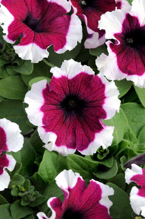 Petunia Dreams Burgundy Picotee Seeds