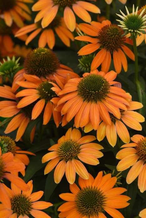 Echinacea Artisan Collection Soft Orange Seeds