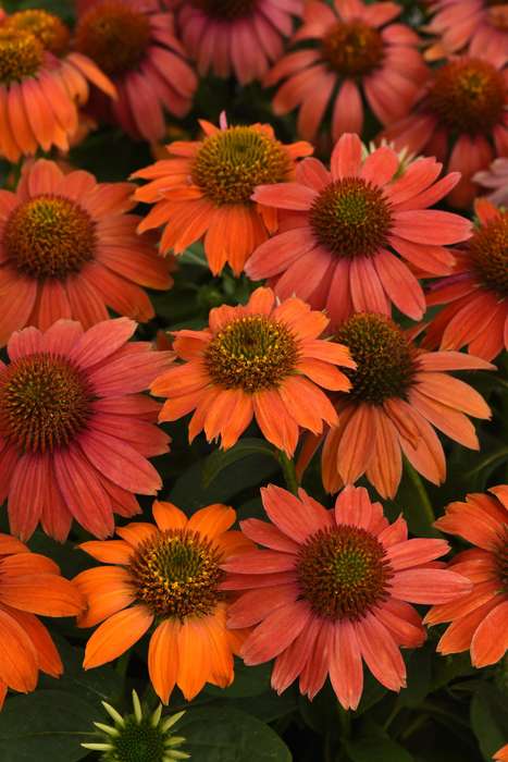 Echinacea Artisan Collection Red Ombre Seeds