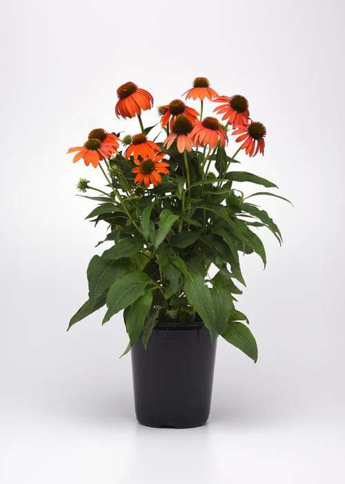 Echinacea Artisan Collection Soft Orange Seeds