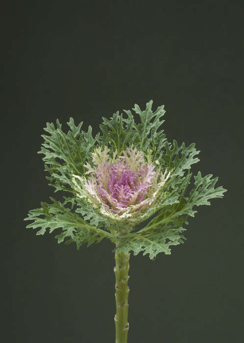 Kale Crane Feather King Seeds
