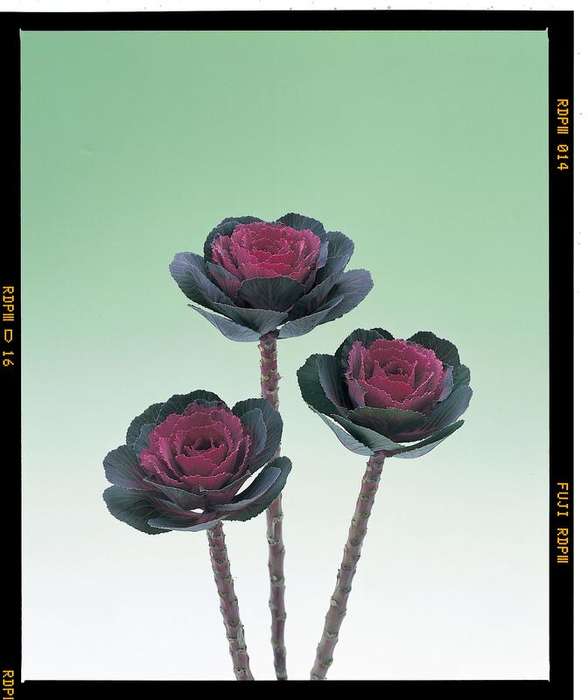 Kale Crane Rose Seeds