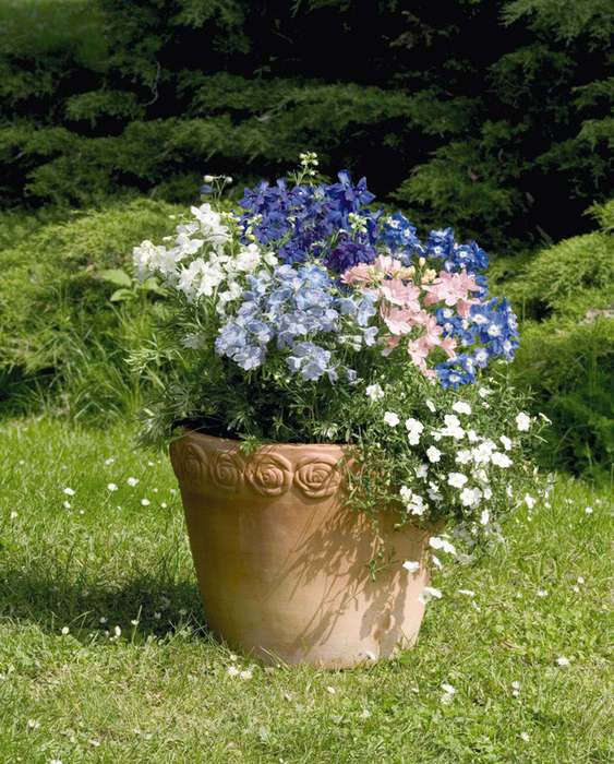 Delphinium Summer Colors Seeds