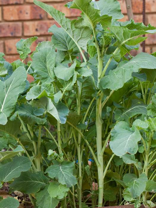 Kale Chou Moullier Seeds