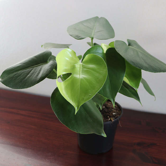 Monstera 3pp (14cm pot)