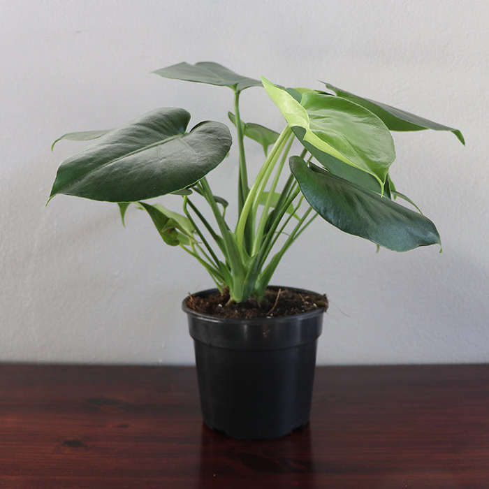 Monstera 3pp (14cm pot)