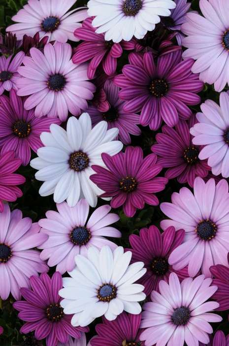 Osteospermum Akila Mixture Seeds