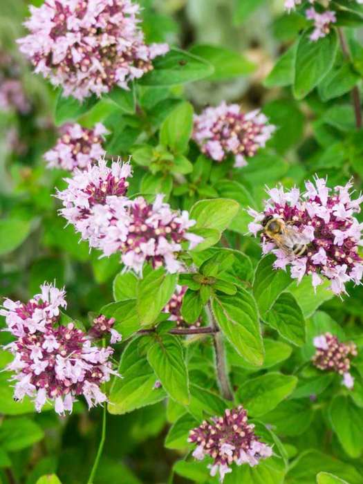 Oregano Wild Marjoram Seeds