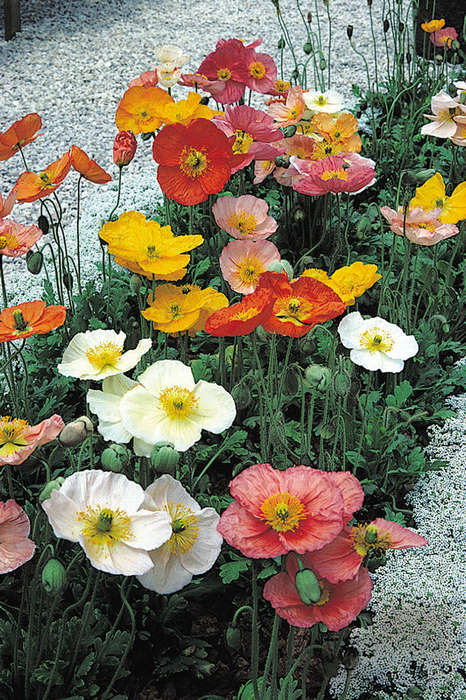 Poppy Champagne Bubbles F1 Mix Improved Seeds