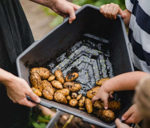 PAUL POTATO (Stackable 4 Level Grow Pot) + Incl Seed Potatoes