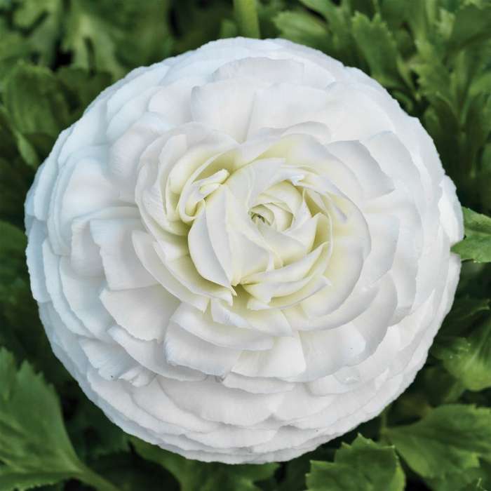 Ranunculus Mache White Seeds